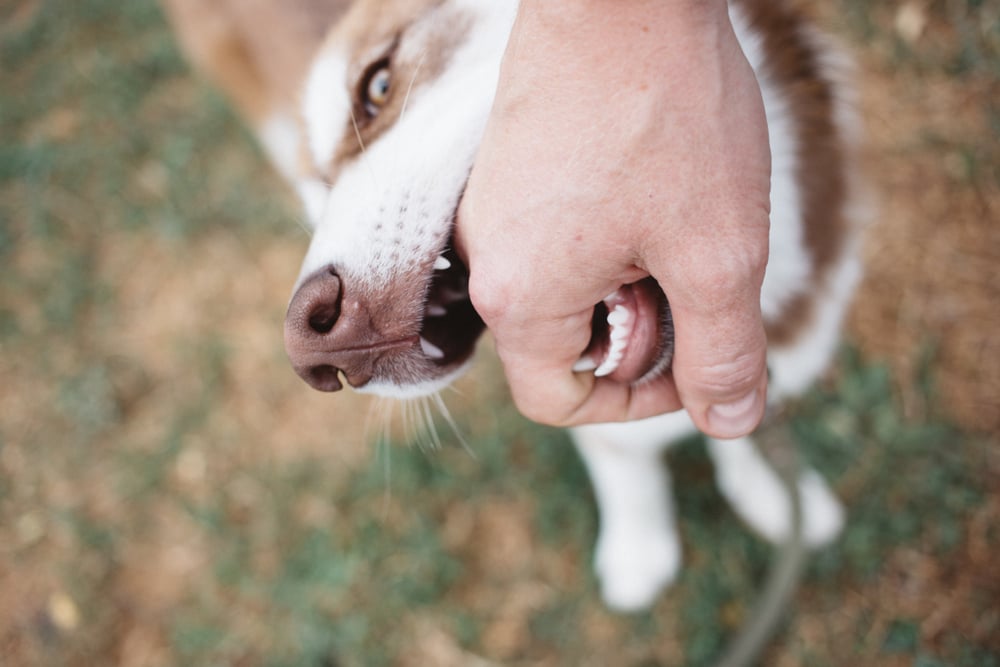 White dog with brown spots biting mans arm