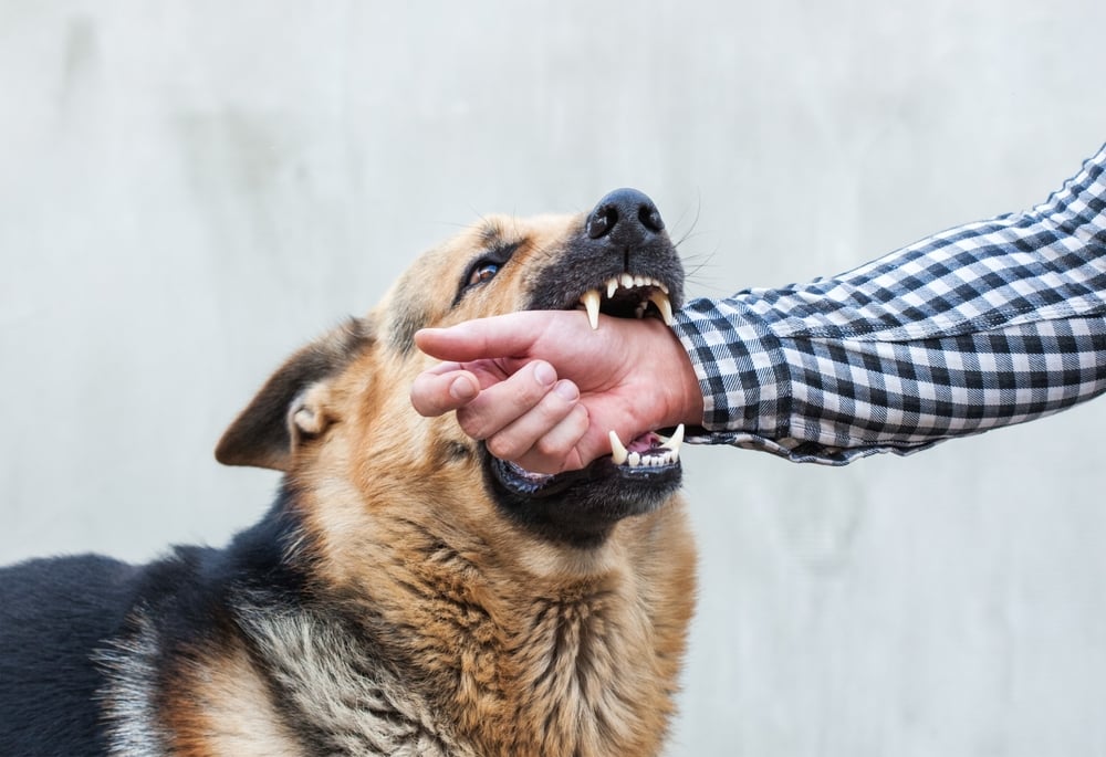 German shepherd biting mans arm