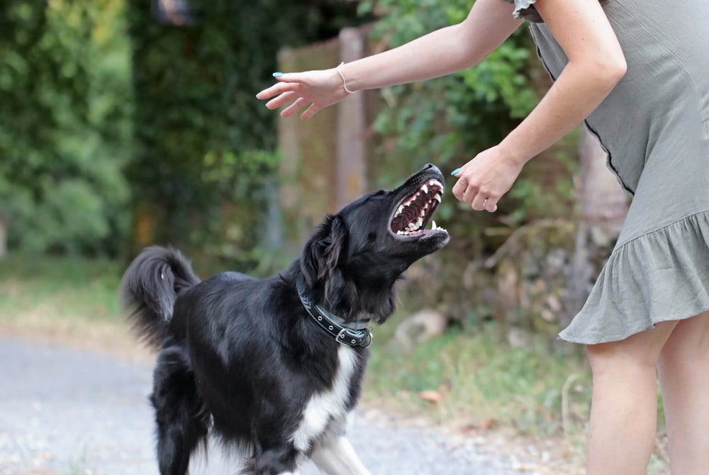 Back dog about to bite a womans arm